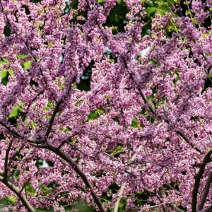 20 Eastern Redbud Tree Seeds (Cercis Canadensis) - Pink Flowering Native - Image 5