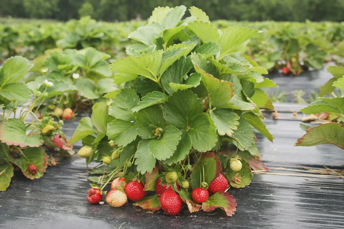 20 Eversweet Strawberry Bare Roots - Fragaria × ananassa - Everbearing, Heat Tolerant - Image 3