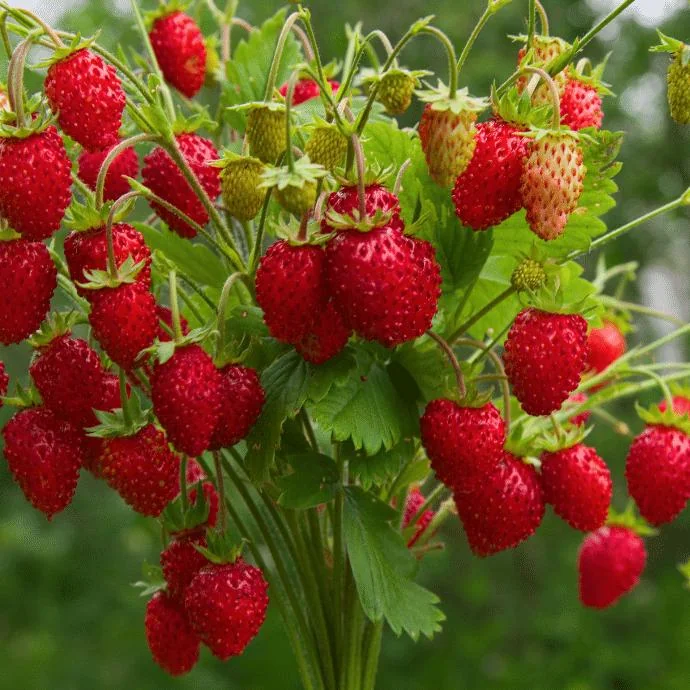 20 Eversweet Strawberry Bare Roots - Fragaria × ananassa - Everbearing, Heat Tolerant - Image 7