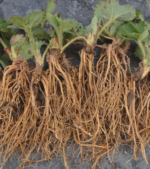 20 Eversweet Strawberry Bare Roots - Fragaria × ananassa - Everbearing, Heat Tolerant - Image 8