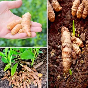 20 Fresh Turmeric Rhizomes – Curcuma longa Live Root Plants for Growing - Image 1