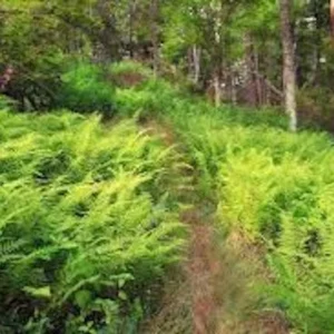 20 Hay Scented Fern Bare Roots - Dennstaedtia punctilobula Perennial Live Plant Outdoor - Image 7