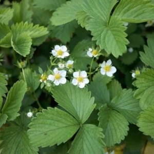 20 Honeoye Strawberry Bare Roots - Fragaria, June-Bearing, Outdoor - Image 2