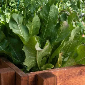 20 Horseradish Plant Bare Roots - Armoracia rusticana - Perennial Herb - Image 6