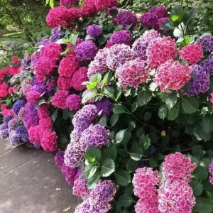 20 Hydrangea Flower Seeds - Exotic Ball Bloom Perennial Plant for Gardens - Image 1