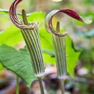 20 Jack In The Pulpit Bare Root Plants - Organic Arisaema Triphyllum - Image 1