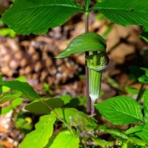 20 Jack in the Pulpit Bulbs (Arisaema triphyllum) - Unique Woodland Plant - Image 1