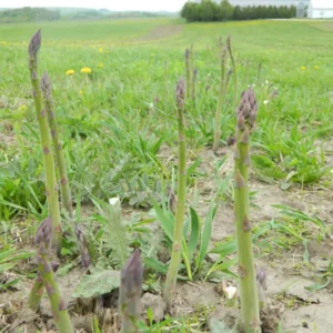 20 Jersey Giant Asparagus Bare Roots - High-Yielding, Disease Resistant - Image 3