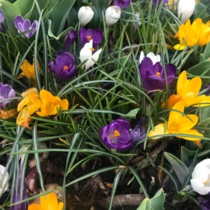 20 Jumbo Crocus Mixture Bulbs - Large Early Spring Flowers for Garden & Pots - Image 2