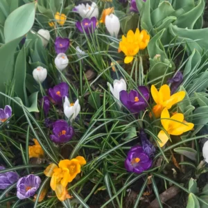 20 Jumbo Crocus Mixture Bulbs - Large Early Spring Flowers for Garden & Pots - Image 3
