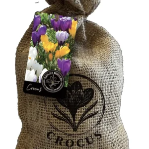 20 Jumbo Crocus Mixture Bulbs - Large Early Spring Flowers for Garden & Pots - Image 1