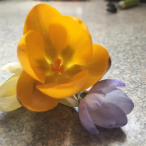 20 Jumbo Crocus Mixture Bulbs - Large Early Spring Flowers for Garden & Pots - Image 4