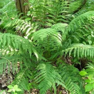 20 Lady Fern Bare Root Plants - Athyrium Filix-Femina Woodland Perennial - Image 4