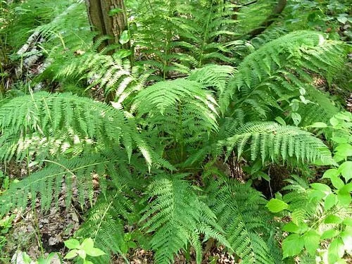 20 Lady Fern Bare Root Plants - Athyrium Filix-Femina Woodland Perennial - Image 4