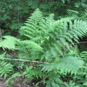 20 Lady Fern Bare Root Plants - Athyrium Filix-Femina Woodland Perennial - Image 9
