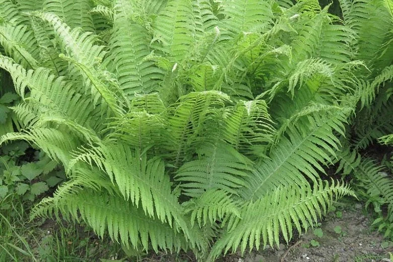 20 Lady Fern Bare Root Plants - Athyrium Filix-Femina Woodland Perennial - Image 1