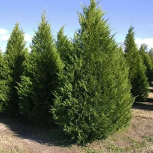 20 Leyland Cypress Tree Cuttings - Fast Growing Privacy Hedge Plant - Image 4