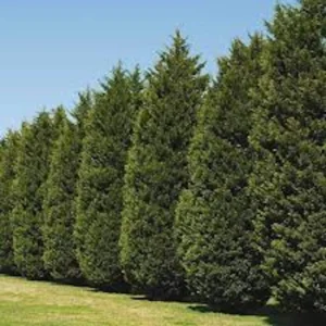 20 Leyland Cypress Tree Cuttings - Fast Growing Privacy Hedge Plant - Image 6