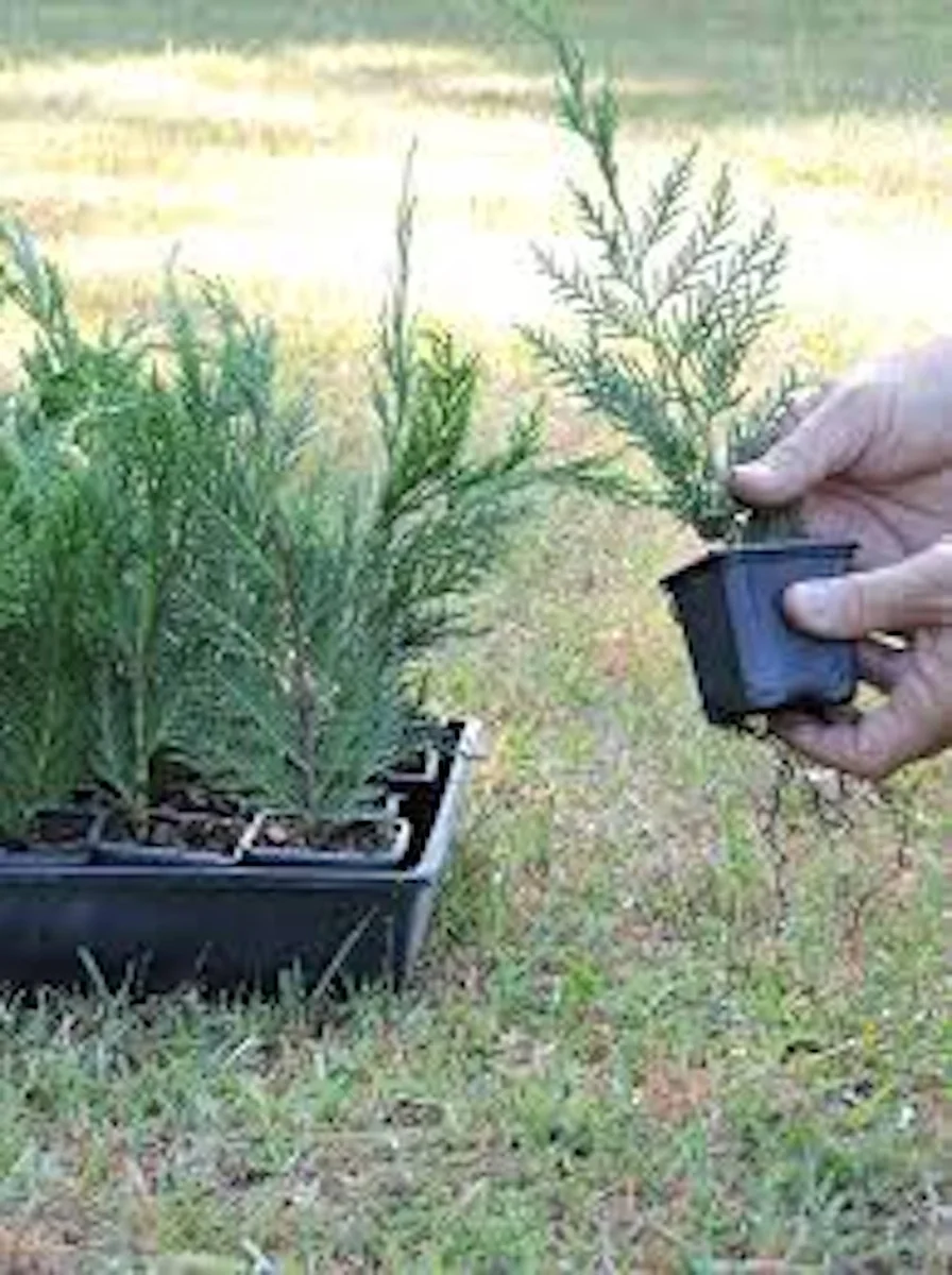 20 Leyland Cypress Tree Starter Plant Landscape Evergreen Bare Root - Image 2