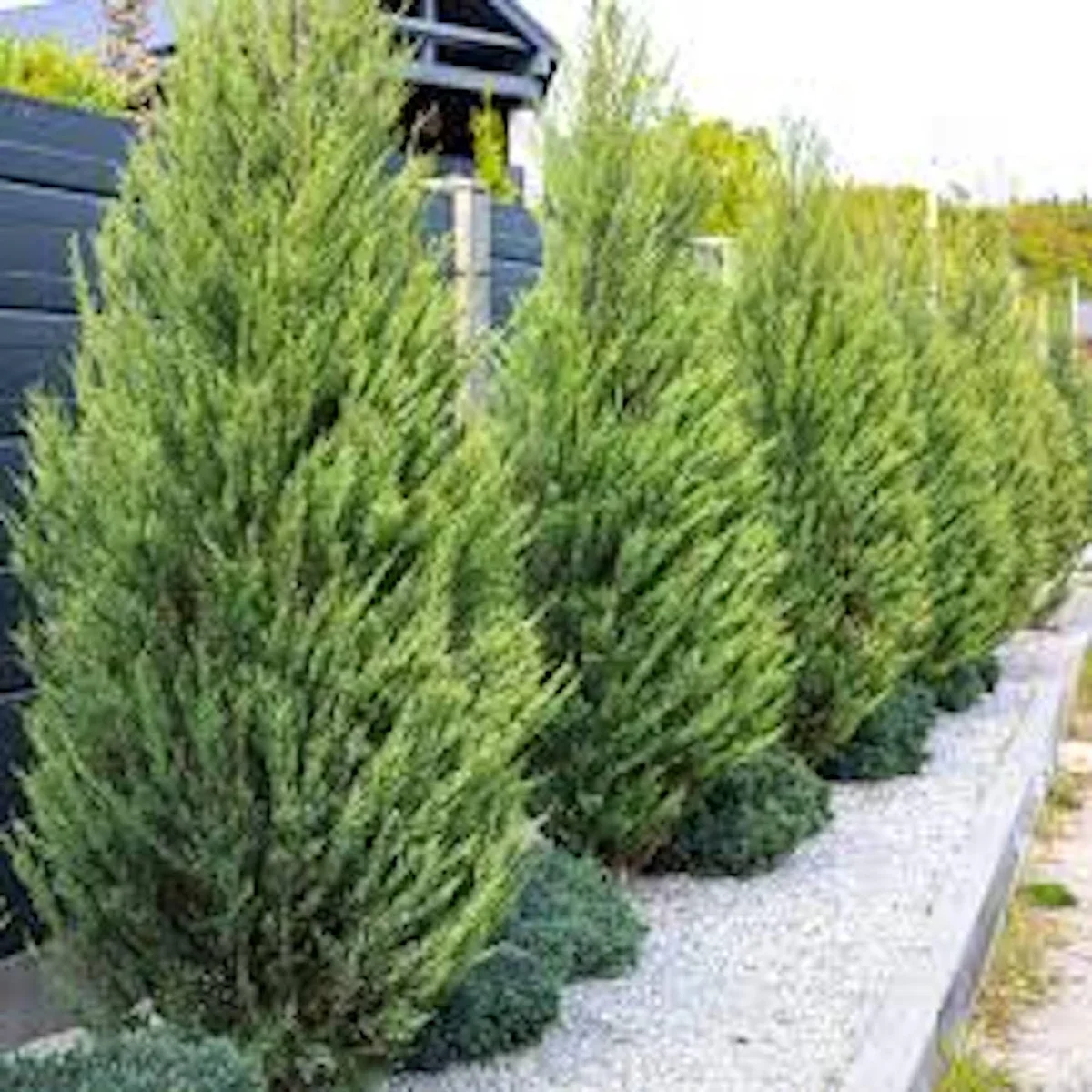 20 Leyland Cypress Tree Starter Plant Landscape Evergreen Bare Root - Image 4