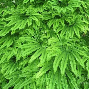 20 Maidenhair Fern Bare Root Plants – Adiantum pedatum Organic – Outdoor Shade Plant - Image 10
