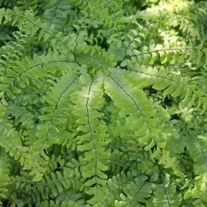 20 Maidenhair Fern Bare Root Plants – Adiantum pedatum Organic – Outdoor Shade Plant - Image 3