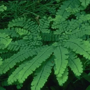 20 Maidenhair Fern Bare Root Plants – Adiantum pedatum Organic – Outdoor Shade Plant - Image 5
