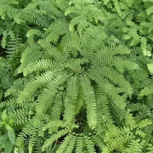 20 Maidenhair Fern Bare Root Plants – Adiantum pedatum Organic – Outdoor Shade Plant - Image 6
