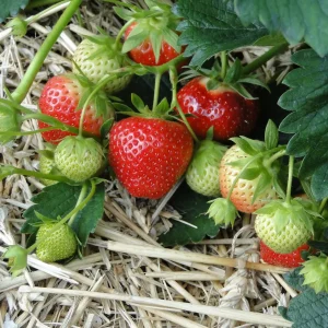 20 Mara Des Bois Strawberry Plants - Everbearing Sweet Strawberries - Bare Root - Image 1