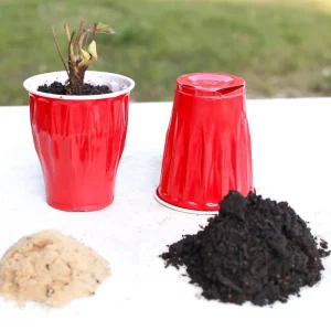 20 Mara Des Bois Strawberry Plants - Everbearing Sweet Strawberries - Bare Root - Image 4