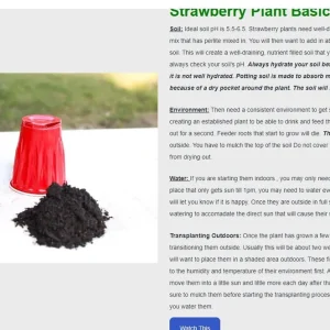 20 Mara Des Bois Strawberry Plants - Everbearing Sweet Strawberries - Bare Root - Image 6