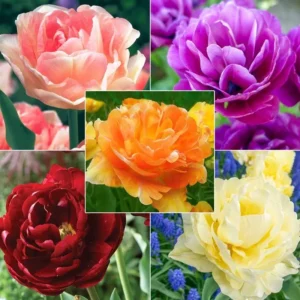 20 Mixed Double Peony Tulip Flower Bulbs - Perennial, Multi-Color - Image 3