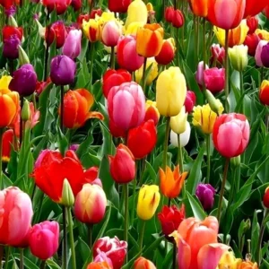 20 Mixed Tulip Flower Bulbs - Perennial Spring Garden Flowers, Pre-Chilled - Image 2