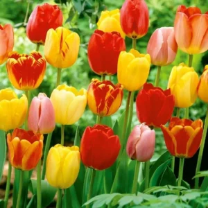 20 Mixed Tulip Flower Bulbs - Perennial Spring Garden Flowers, Pre-Chilled - Image 3