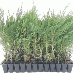 20 Murray Cypress Tree Seedlings - Fast Growing Evergreen Privacy Plant - Outdoor - Image 1
