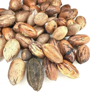 20 Northern Hardy Pecan Tree Seeds - Carya illinoinensis - Grow Your Own Nuts - Image 1