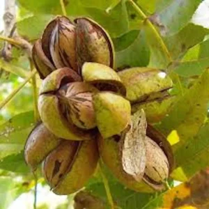 20 Northern Hardy Pecan Tree Seeds - Carya illinoinensis - Grow Your Own Nuts - Image 9