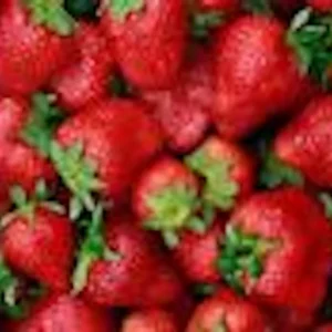 20 Ozark Beauty Everbearing Strawberry Plant - Bare Root Perennial Fruit - Image 5