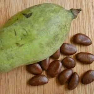 20 Pawpaw Tree Seeds - Organic Heirloom Asimina triloba Native Fruit Seeds, Stratified - Image 1