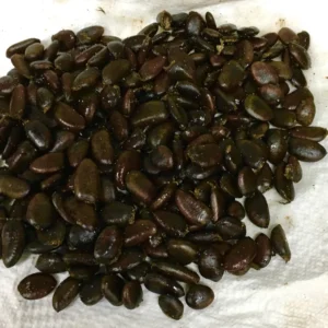 20 Pawpaw Tree Seeds - Organic Heirloom Asimina triloba Native Fruit Seeds, Stratified - Image 4
