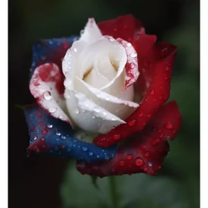 20 Pcs Patriot Rose Seeds - Three-Color Climbing Rose Seeds for Outdoor Garden - Image 4