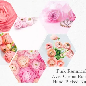 20 Pink Ranunculus Bulbs - Jumbo Size, Shade Tolerant, 10-12