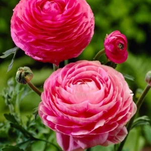 20 Pink Ranunculus Bulbs - Jumbo Size, Shade Tolerant, 10-12" Tall - Image 1