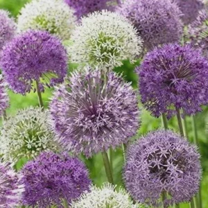 20 Purple Blend Allium Bulbs - Ornamental Flowering Perennials for Garden - Image 2