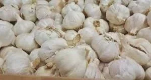 20 Purple Blend Allium Bulbs - Ornamental Flowering Perennials for Garden - Image 3