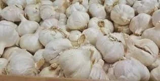 20 Purple Blend Allium Bulbs - Ornamental Flowering Perennials for Garden - Image 3