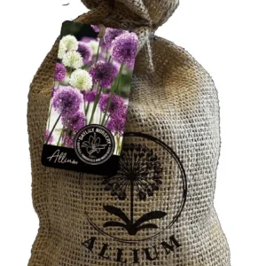 20 Purple Blend Allium Bulbs - Ornamental Flowering Perennials for Garden - Image 1