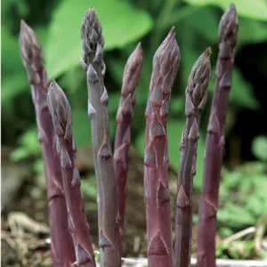 20 Purple Passion Asparagus Bare Roots - Asparagus officinalis - Perennial Vegetable - Image 2