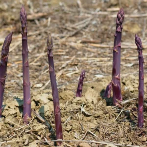 20 Purple Passion Asparagus Bare Roots - Asparagus officinalis - Perennial Vegetable - Image 3