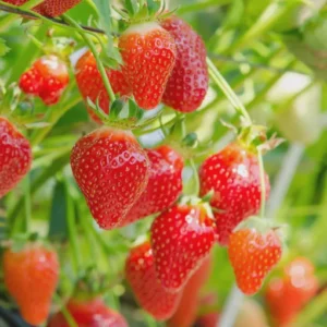 20 Quinault Strawberry Bare Roots - Everbearing Fruit Plant for Home Gardens - Image 5